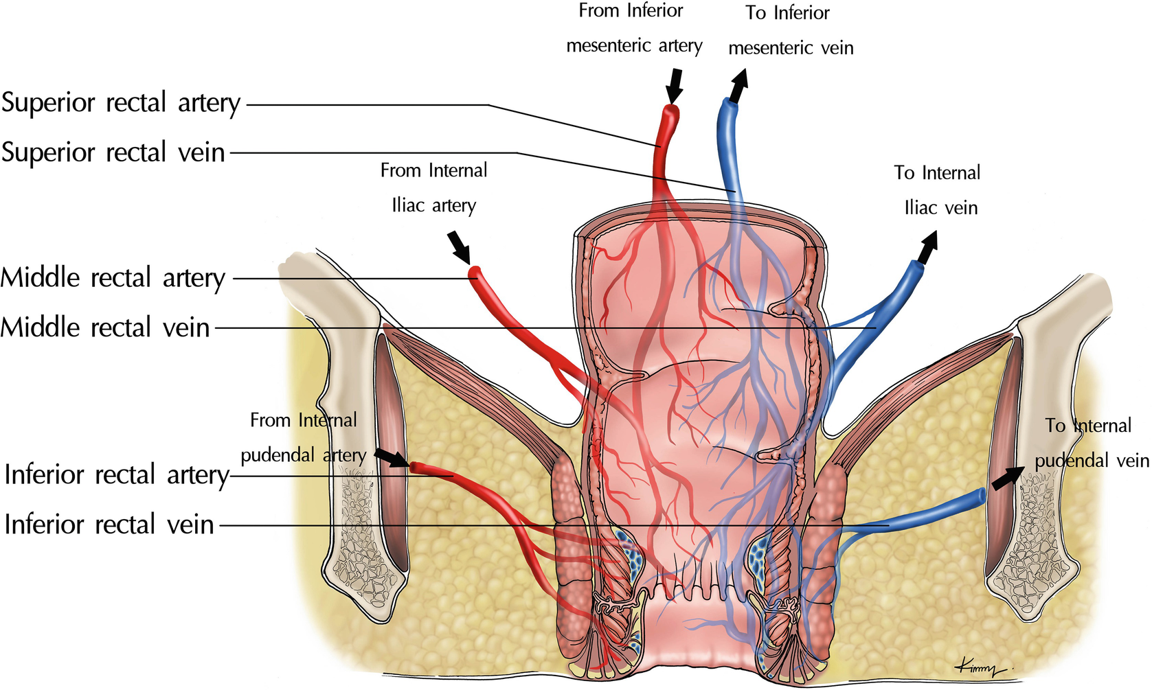 Anatomy Physiology And Pathophysiology Of Hemorrhoids Springerlink