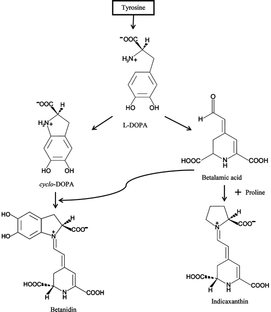 Betalains: Application in Functional Foods | SpringerLink