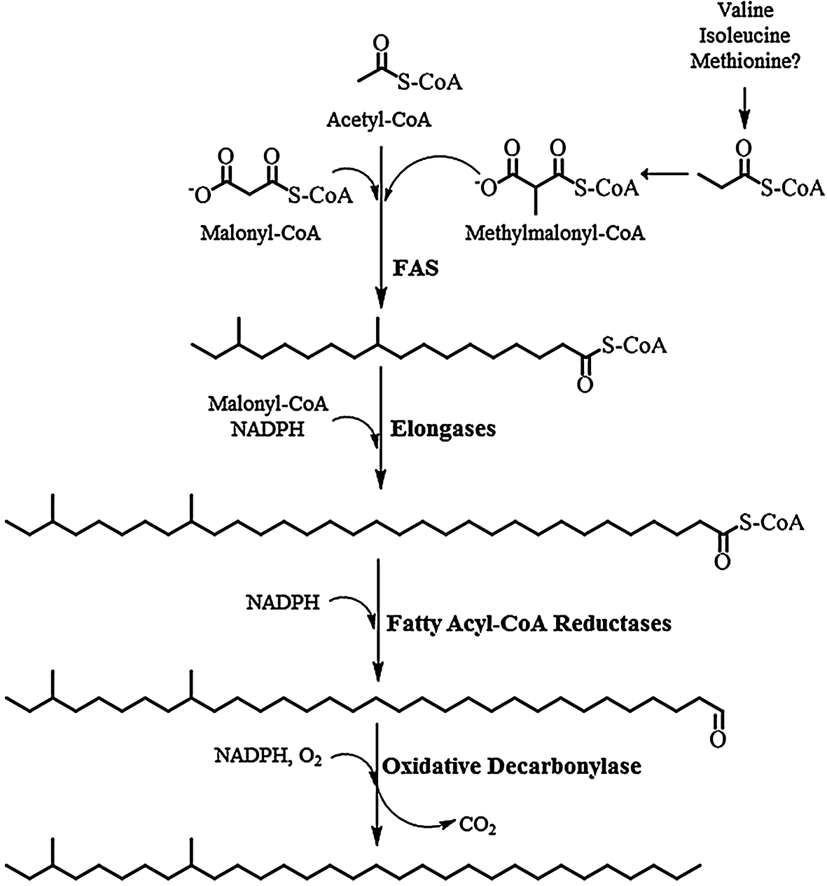 Cuticular Hydrocarbons And Pheromones Of Arthropods Springerlink Cuticular Hydrocarbons And Pheromones Of Arthropods Springerlink