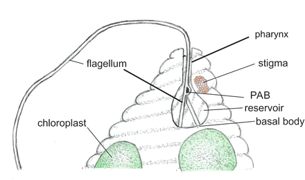 Photomovement In Euglena Springerlink