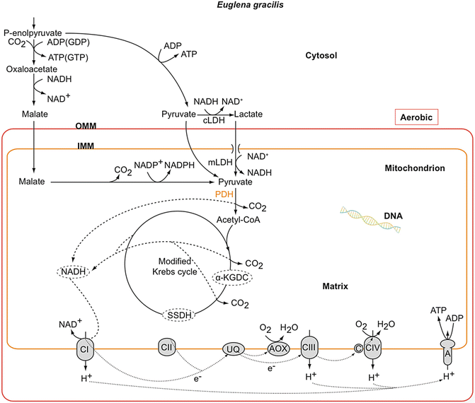 The Mitochondrion of Euglena gracilis | SpringerLink