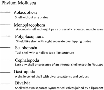 Shell Classification Chart