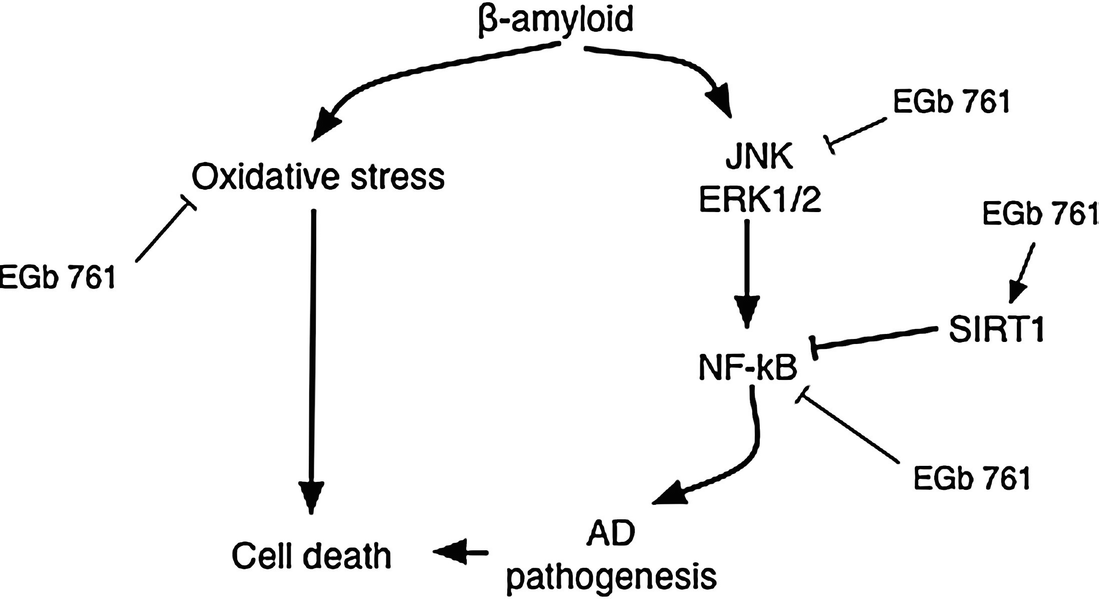 Ginkgo Biloba Dna Damage And Dna Repair Overview Springerlink