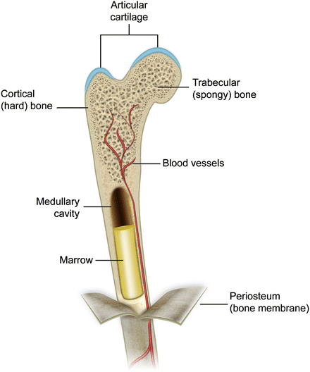 Bone Physiology And Biology Springerlink