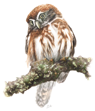 The Owls Of Chile Springerlink