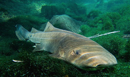 Biting And Predator Fish Group Springerlink