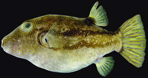 Poisonous Fishes Springerlink