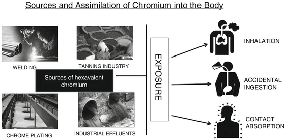 Metabolic Toxicity And Alteration Of Cellular Bioenergetics By Hexavalent Chromium Springerlink