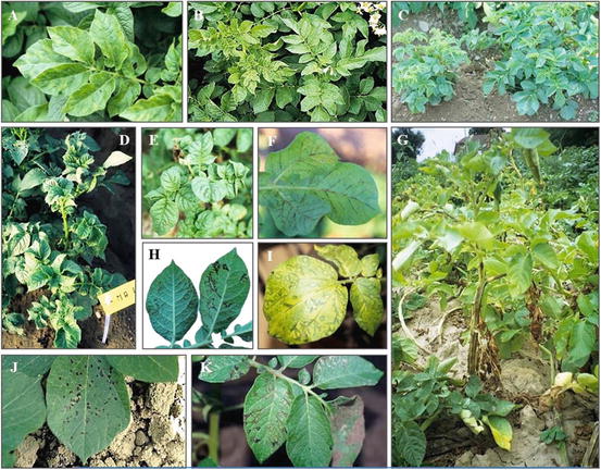 Detection And Diagnosis Of Pvy Springerlink