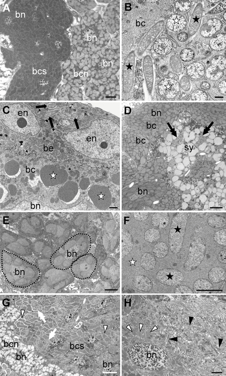 Transovarial Transmission Of Symbionts In Insects Springerlink Transovarial Transmission Of Symbionts In Insects Springerlink
