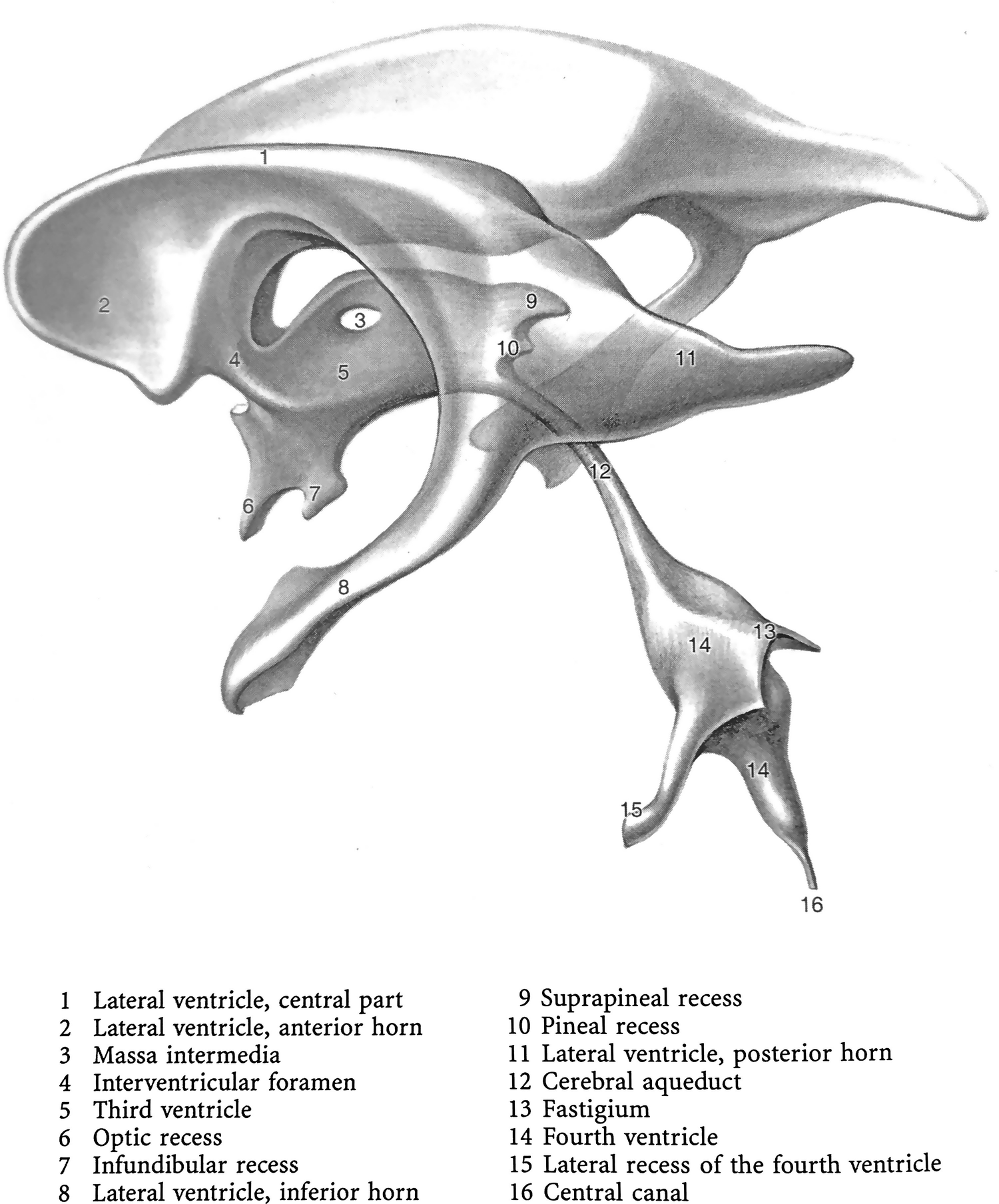 Imaging Of Csf Spaces Physiology And Hydrodynamics Springerlink