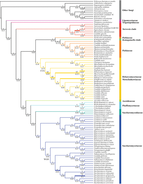 Yeasts As Distinct Life Forms Of Fungi Springerlink