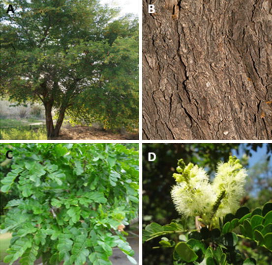 Timber-Yielding Plants of the Tamaulipan Thorn Scrub: Forest, Fodder ...