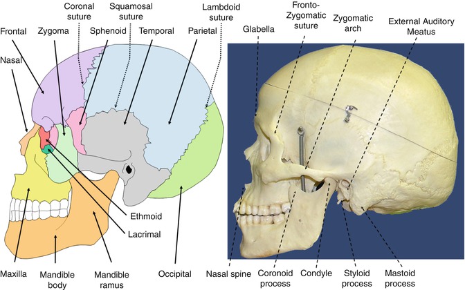 The Skull Springerlink