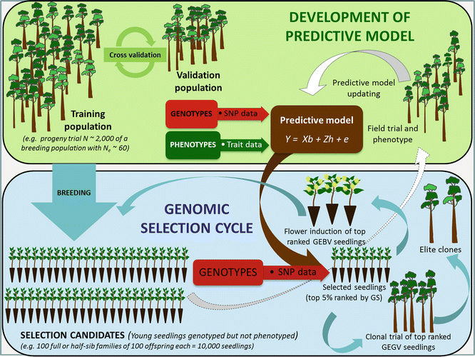 Status And Perspectives Of Genomic Selection In Forest Tree - 