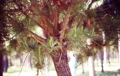 Towards More Precise Genetic Control 1984 1997 Springerlink