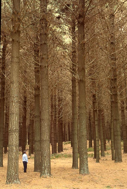 Towards More Precise Genetic Control 1984 1997 Springerlink