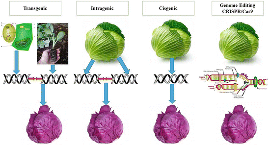 Cisgenesis And Intragenesis As New Strategies For Crop Improvement Springerlink