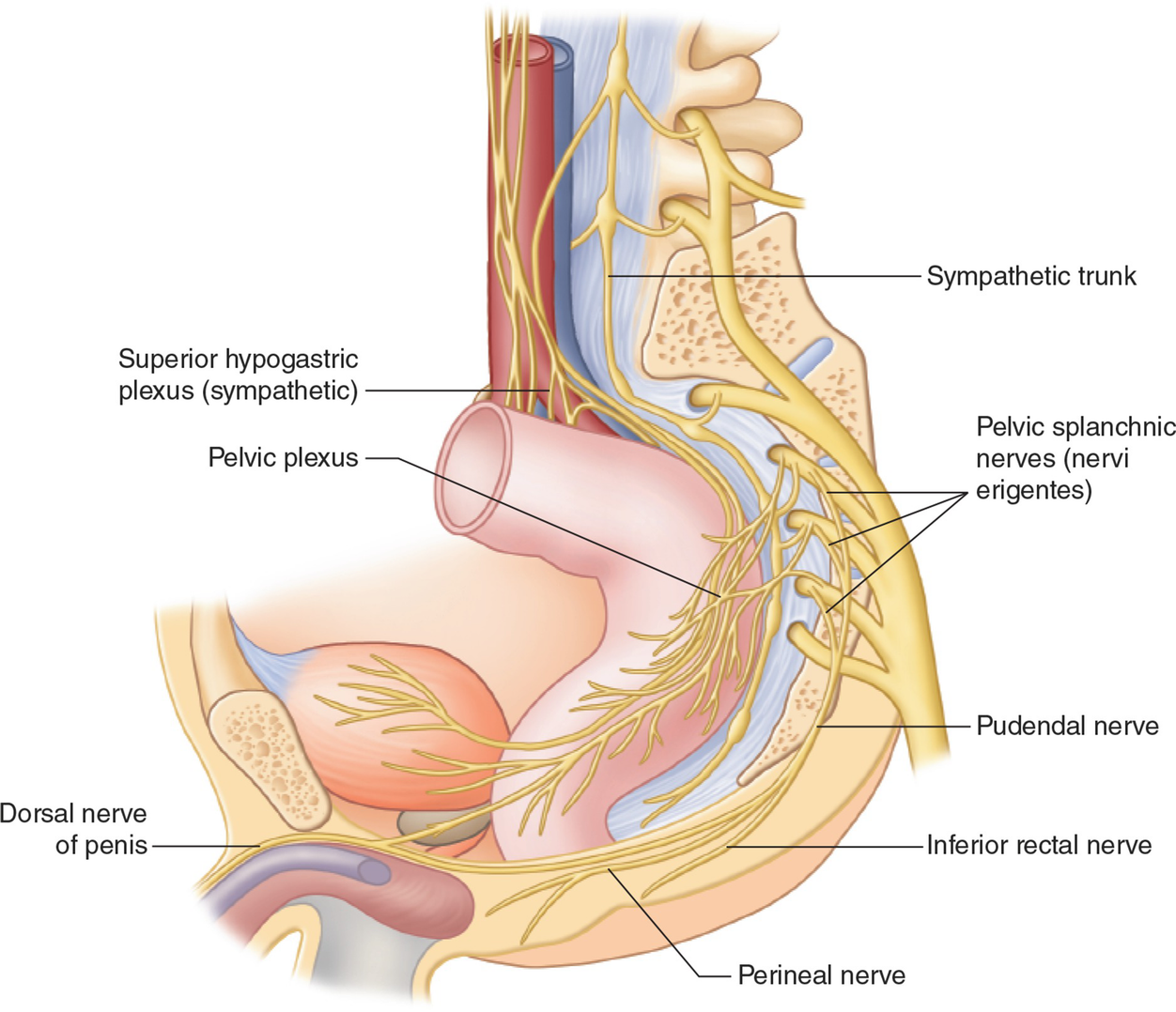 Anorectal Anatomy and Physiology | SpringerLink