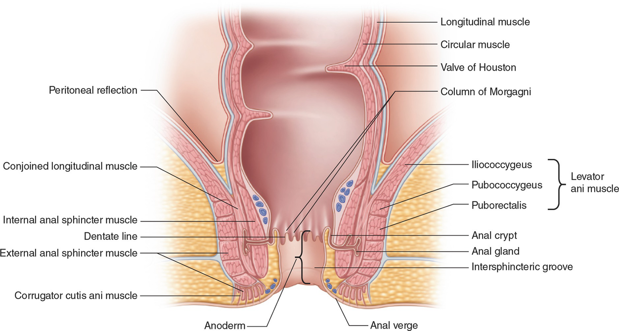 Training pubococcygeus-muskel Amp Up