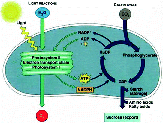 Energy In Life And Society | Springerlink Energy In Life And Society | Springerlink