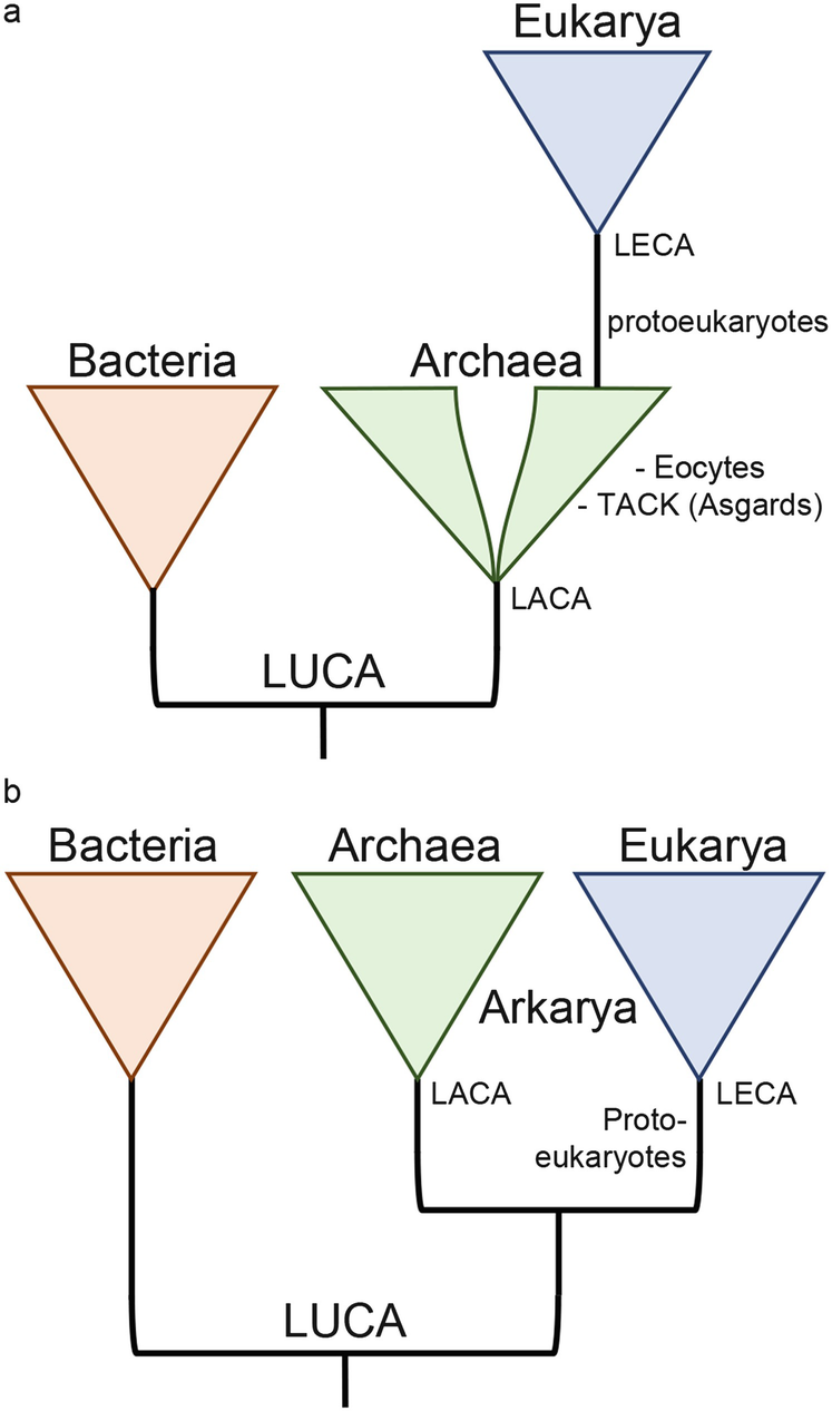 the tree of life springerlink archaea bacteria eukarya venn diagram