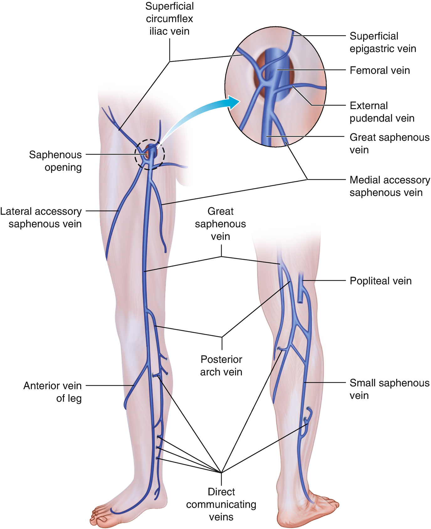 sites of communicating veins)
