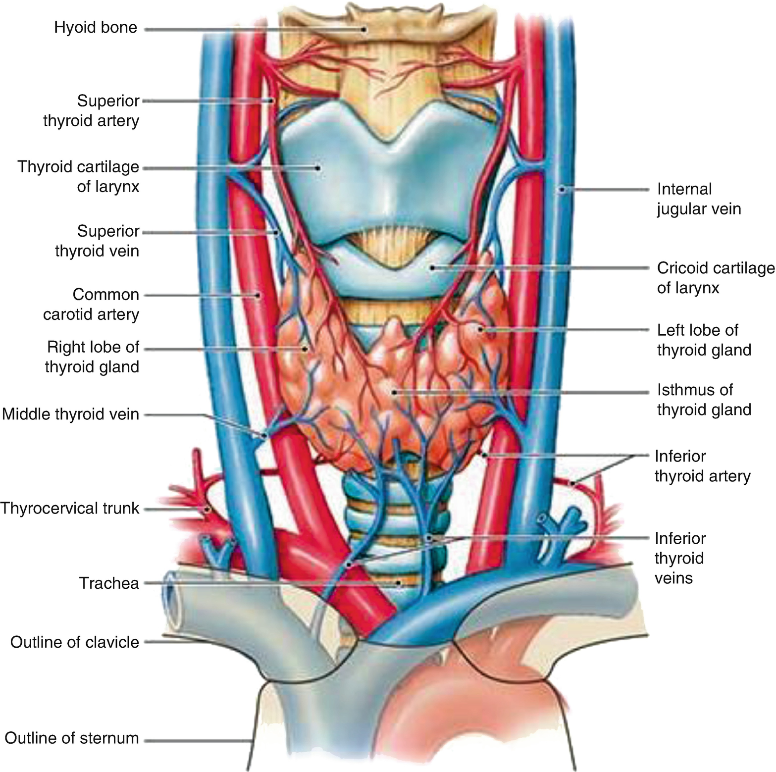 Human Anatomy, Histology and Embriology 2