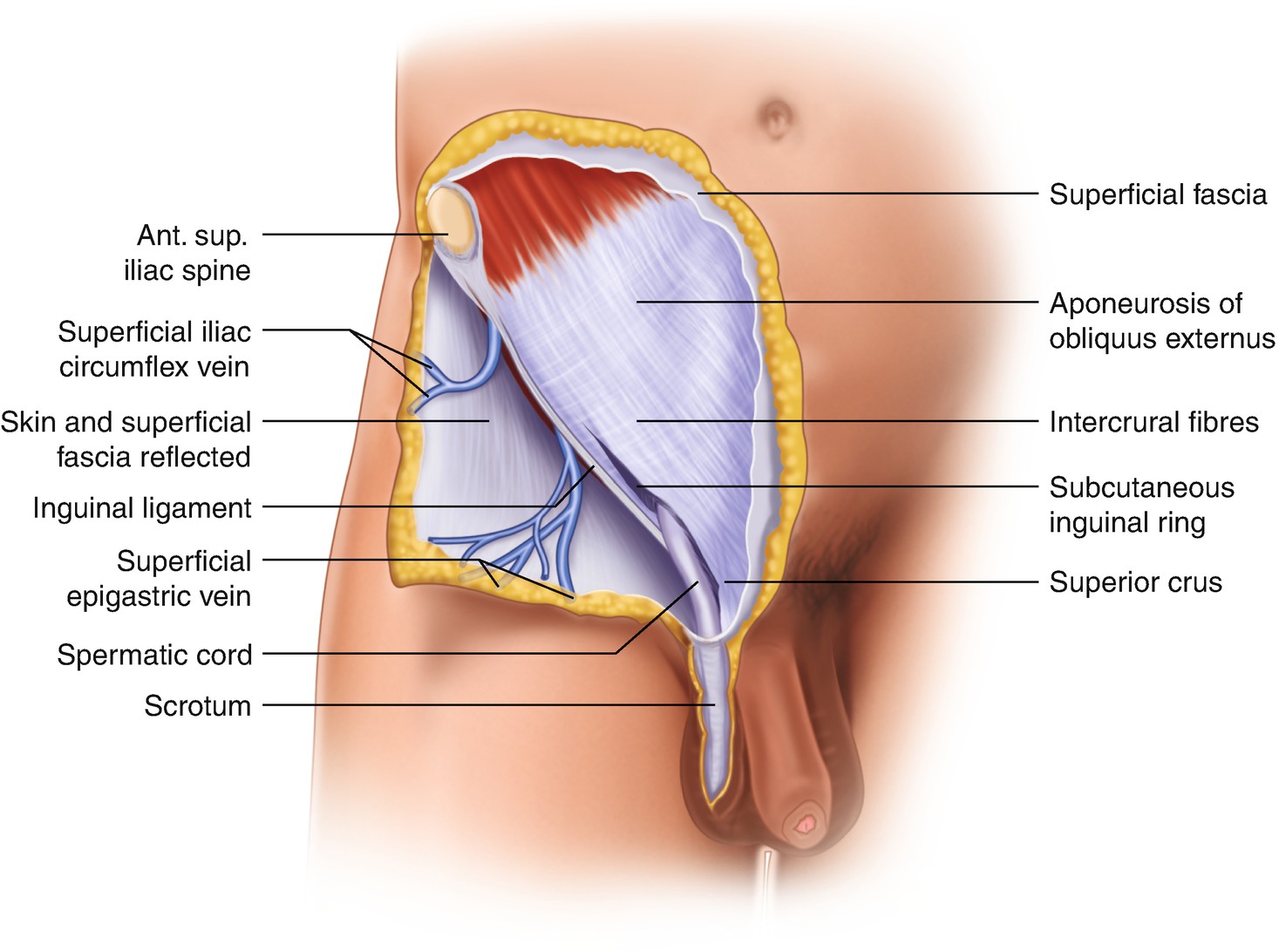 Groin pain might occur immediately after an injury