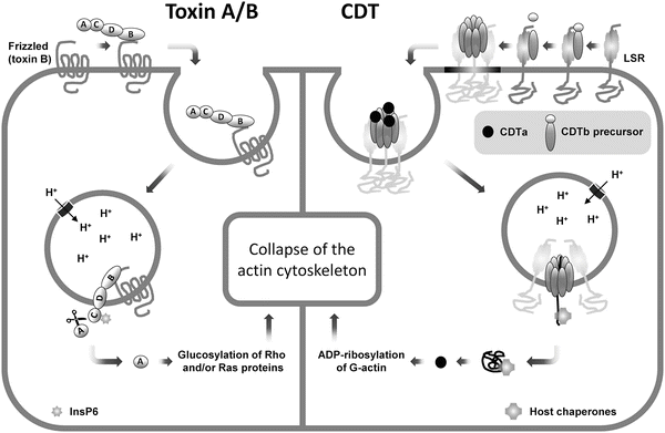 toxina clostridium