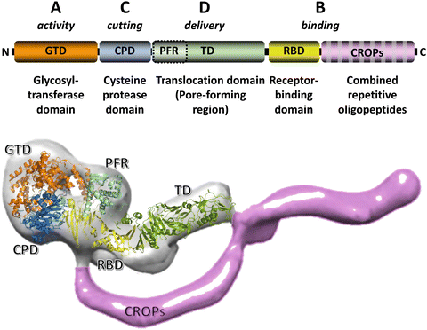 Clostridium toxin b nehezen kezelhető. Clostridioides (Clostridium) difficile vizsgálat - SYNLAB