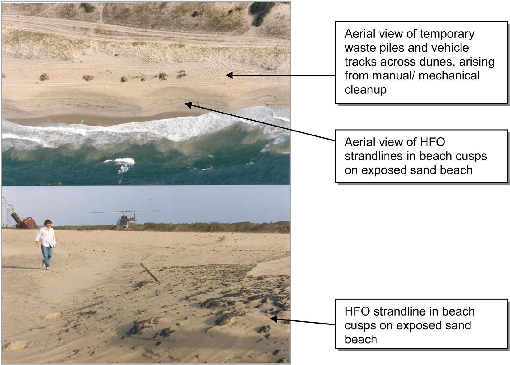 Mangrove Restoration And Mitigation After Oil Spills And Development Projects In East Africa And The Middle East Springerlink