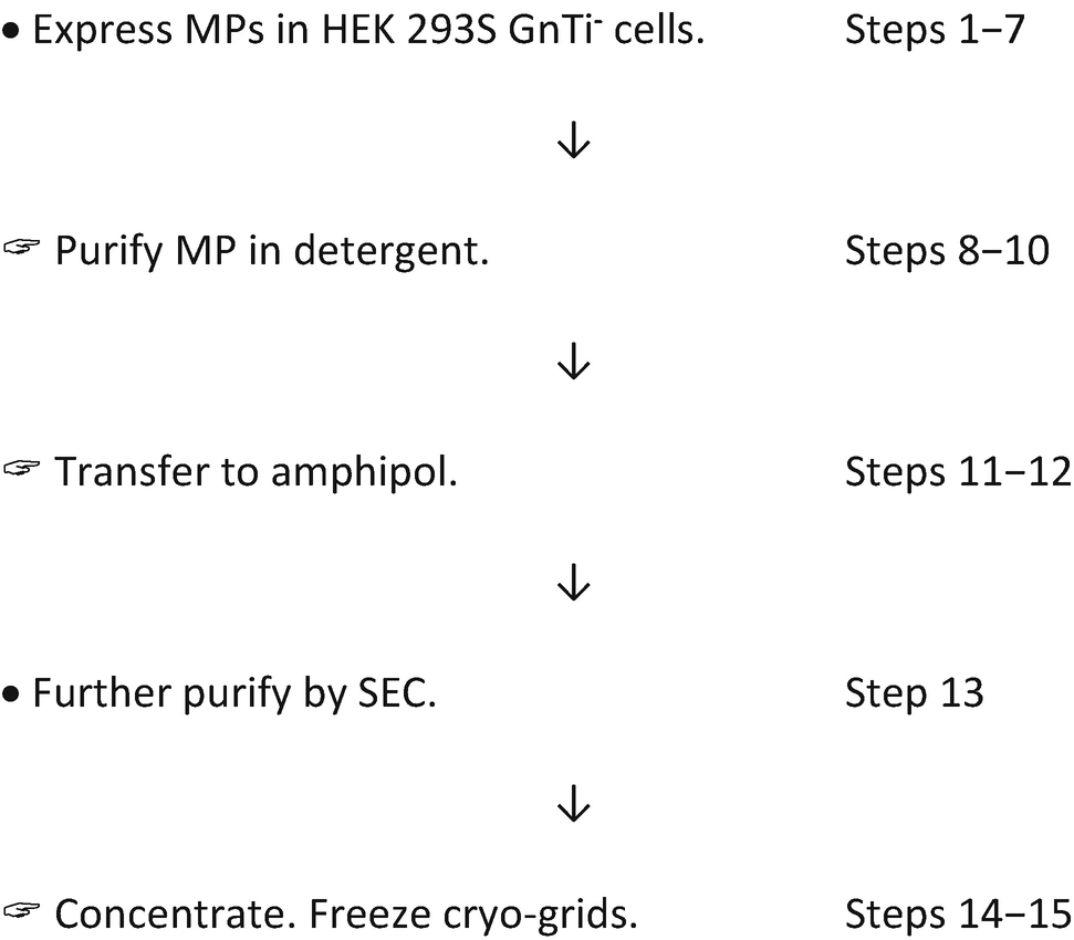 The Use Of Amphipols For Electron Microscopy Springerlink