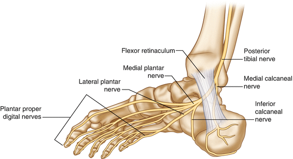 posterior tibial nerve stimulation springerlink posterior tibial nerve