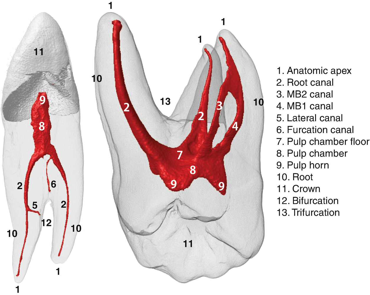 3d Visual Glossary Of Terminology In Root And Root Canal Anatomy