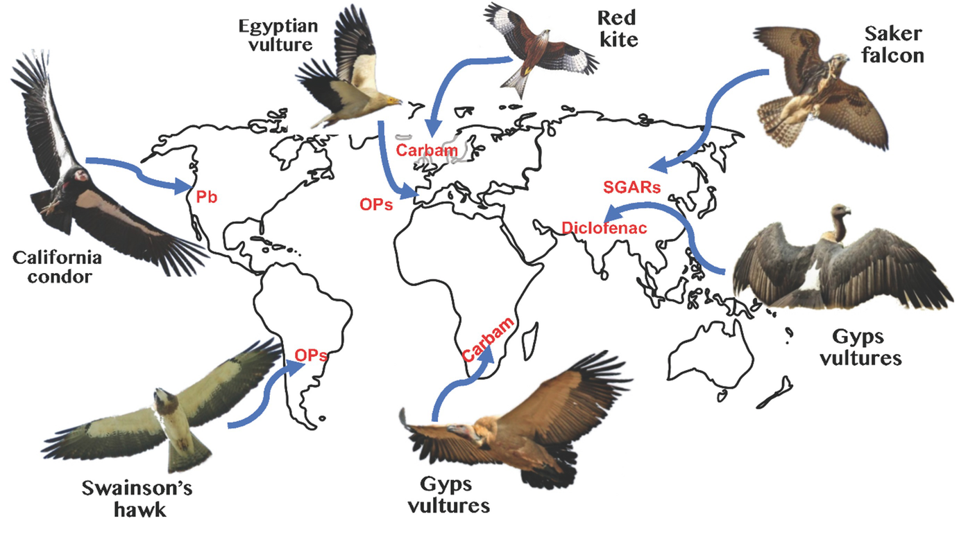 Toxicology Of Birds Of Prey Springerlink