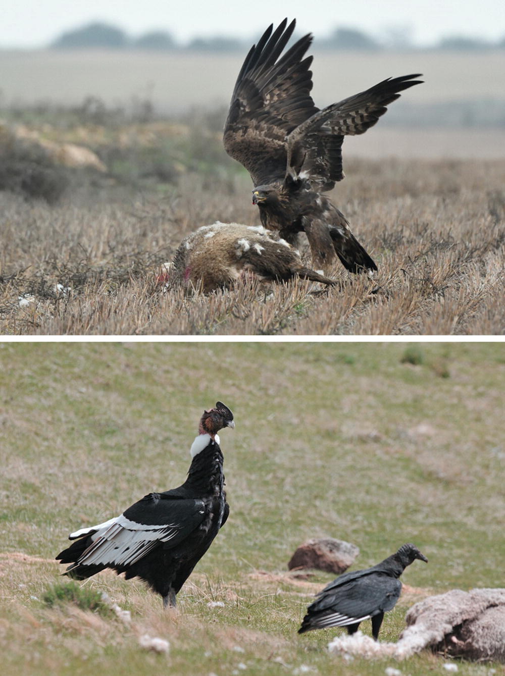 Birds Of Prey In Agricultural Landscapes The Role Of