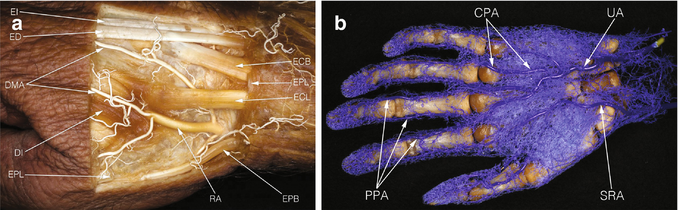 Gross Anatomy of the Human Hand | SpringerLink