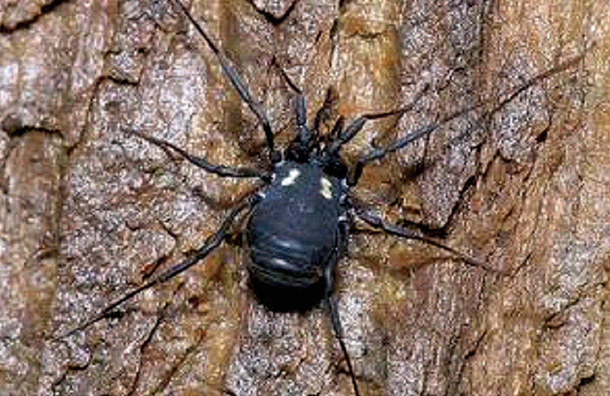 Zoological Survey Of India Indian Museum Calcutta Opiliones Zoological Survey Of India Indian Museum Calcutta Opiliones