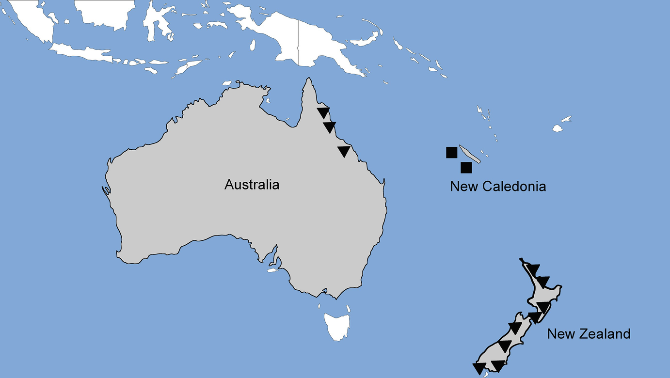 Review of the Classification of the Orders of Arachnida  SpringerLink