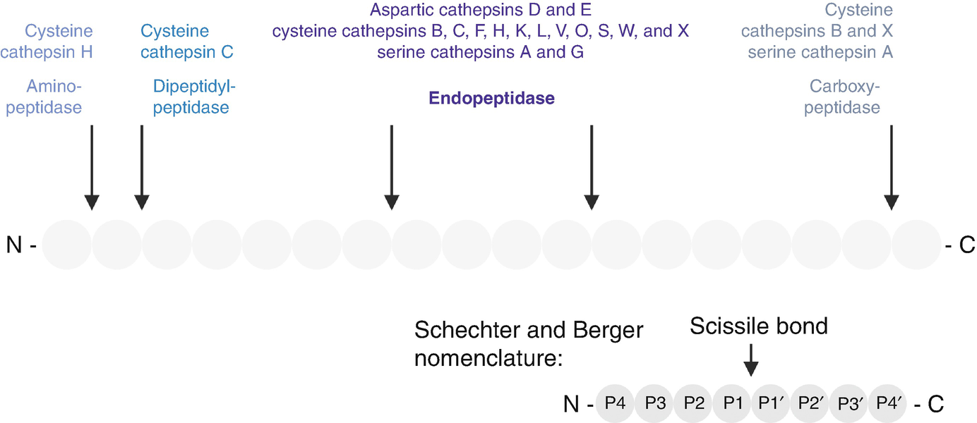 Host Cell Proteases Cathepsins Springerlink