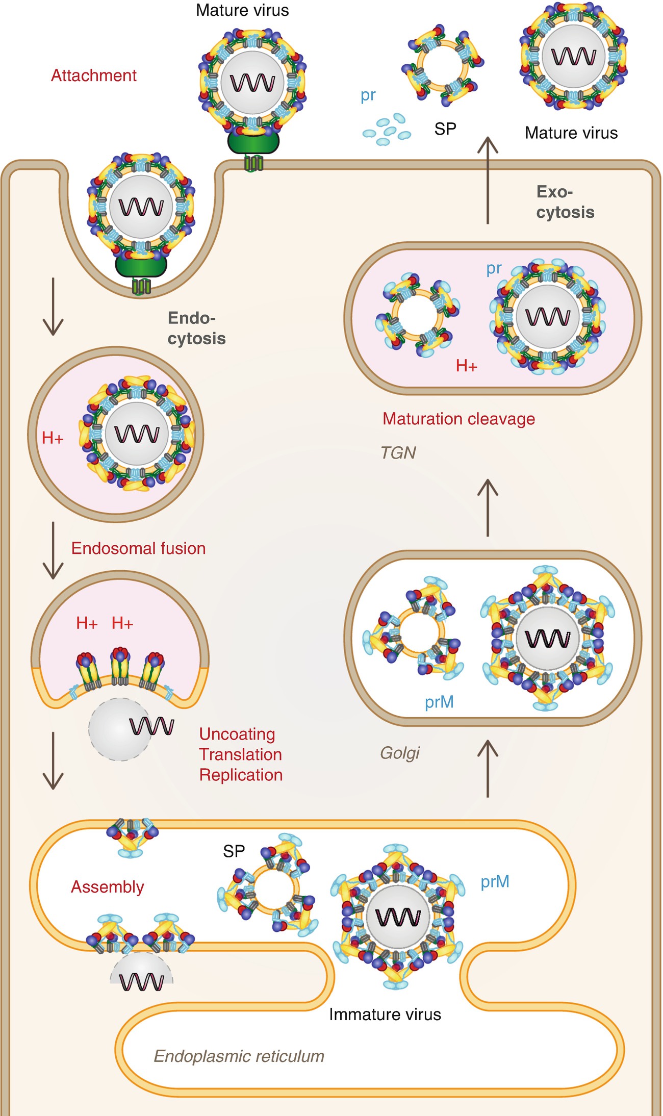 Proteolytic Activation Of Flavivirus Envelope Proteins | SpringerLink