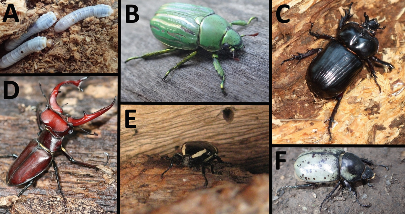 An Introduction To The Diversity Ecology And Conservation Of Saproxylic Insects Springerlink