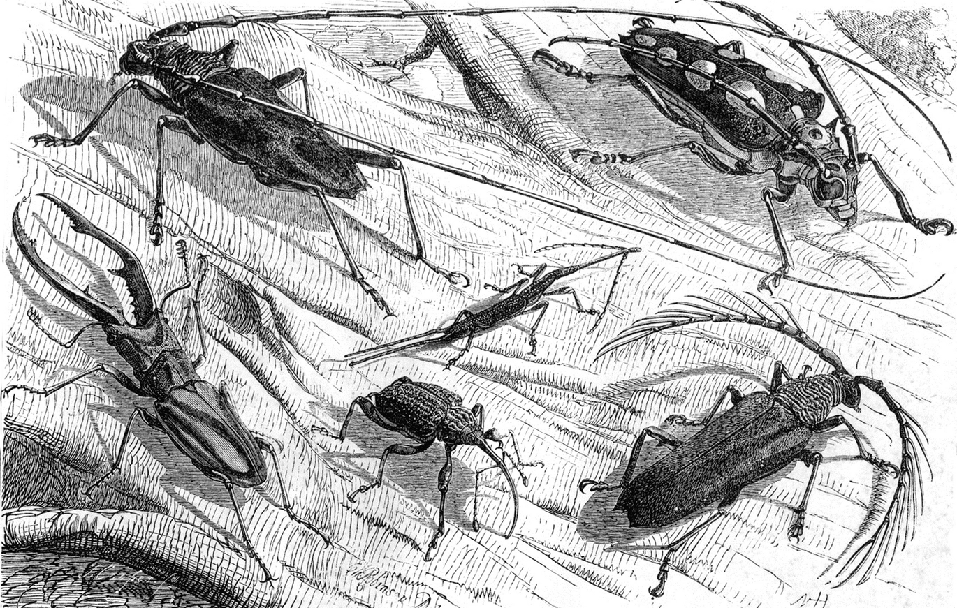 An Introduction To The Diversity Ecology And Conservation Of Saproxylic Insects Springerlink