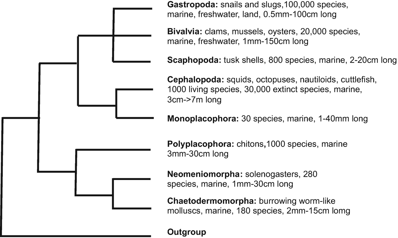 Molluscan Immuiology Challenges In The Anthropocene Epoch Open Image In New Window