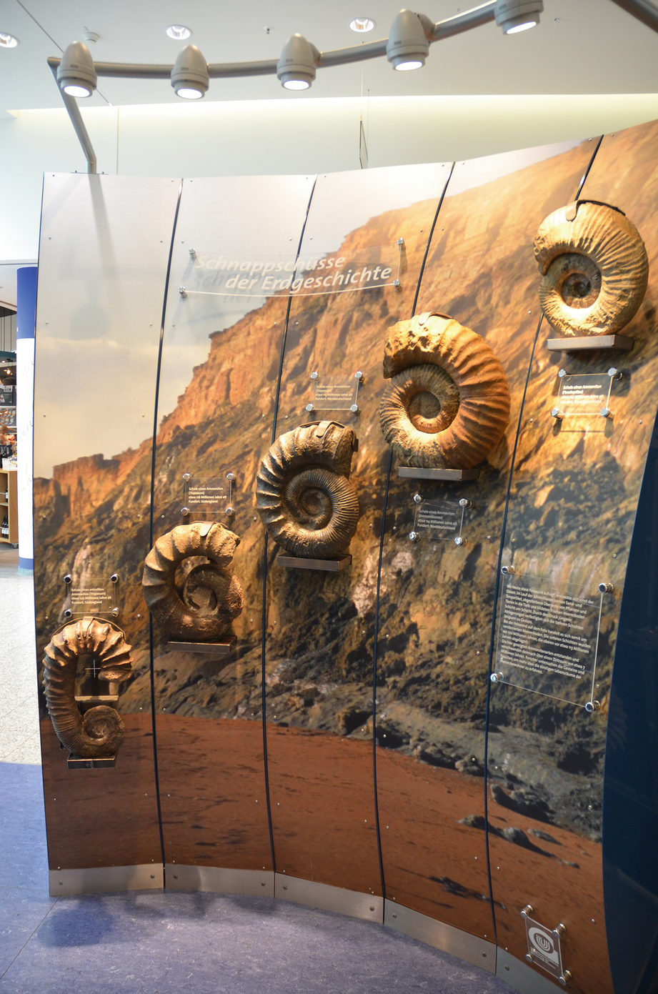 Bremen The Paleontological Research Collection Of The Geosciences