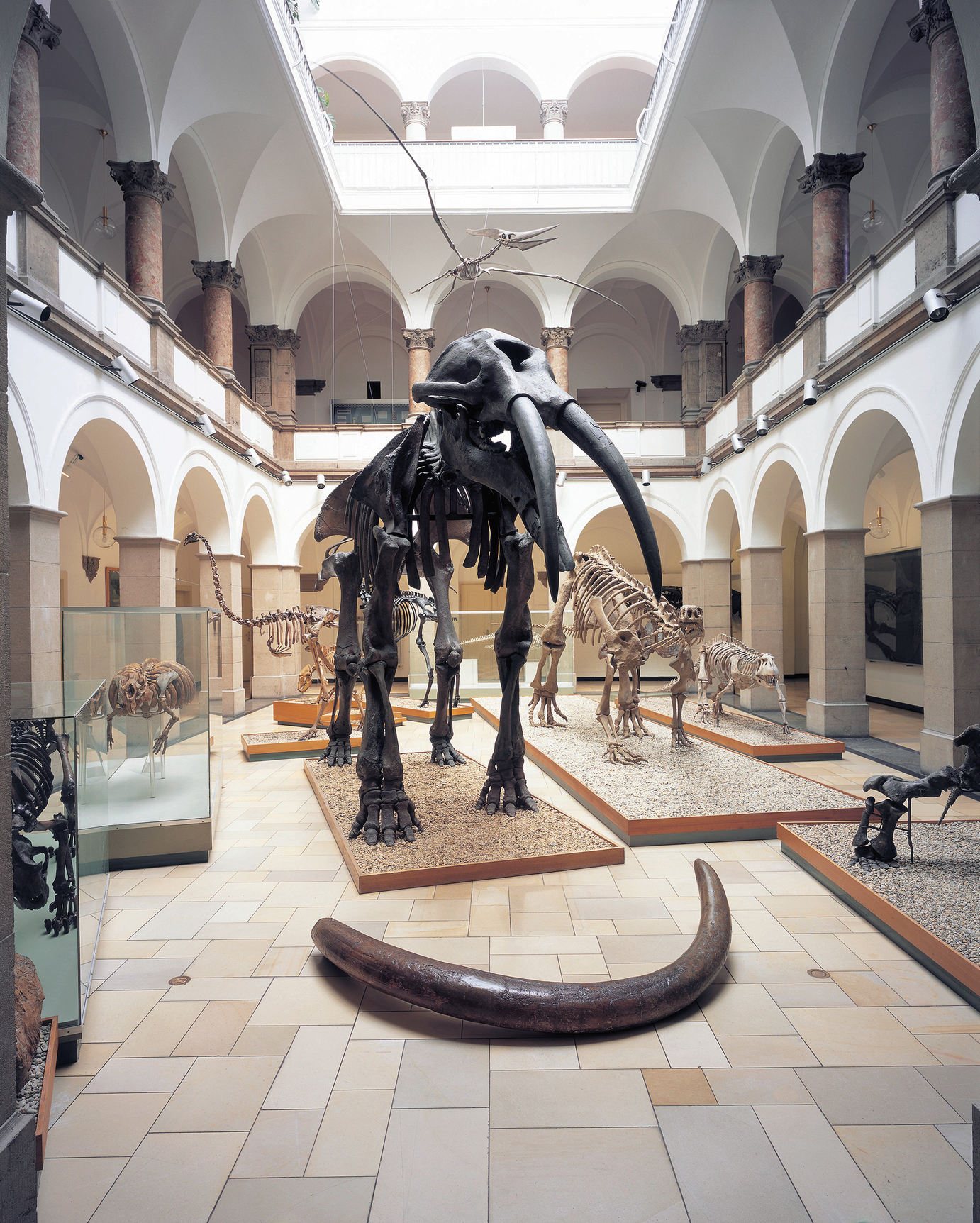 München The Fossil Collections Of The Bavarian State - 