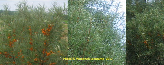 Magic And Medicine Of Plants Alder Buckthorn
