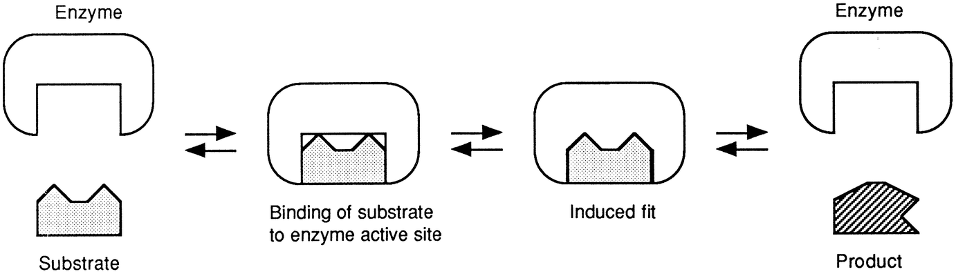 structures of proteins springerlink the process of transcription is indicated by the letter