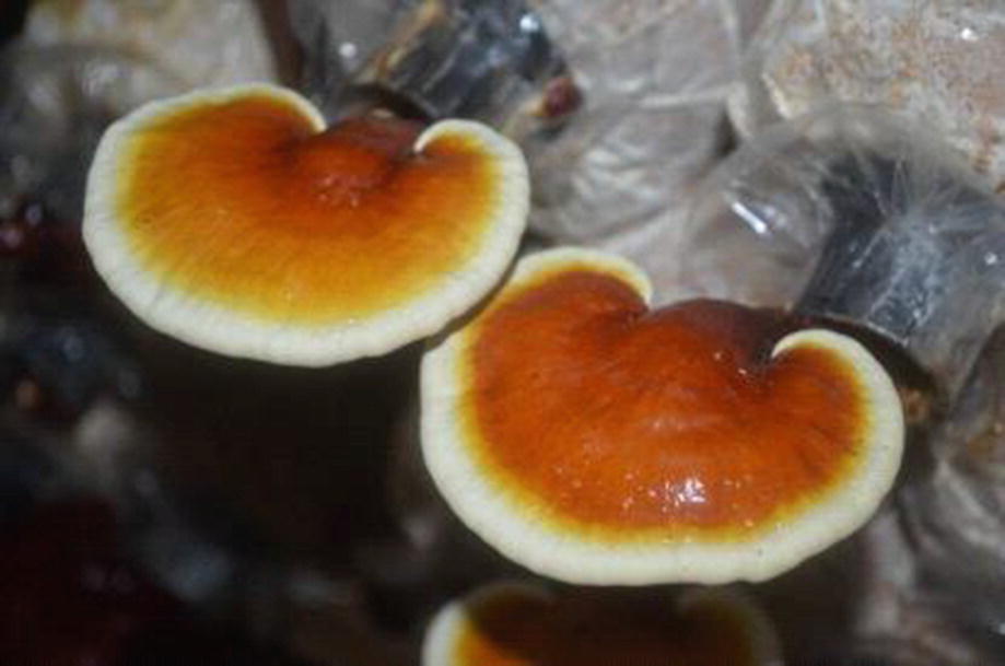 Reishi sec blanc de champignons graines Ganoderma Lucidum-FREE Worldwide Delivery.